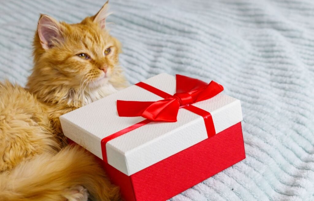 Mačka vam donosi poklone i sedi pored poklon kutije kao simbol mačijeg instinkta i posebne veze sa vlasnikom