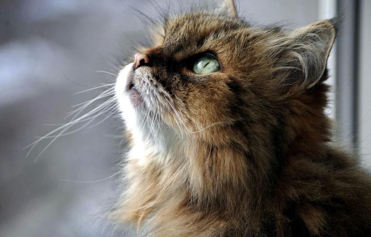 Mačka sa zelenim očima koja gleda u daljinu – simbol zaštite od negativne energije u domu