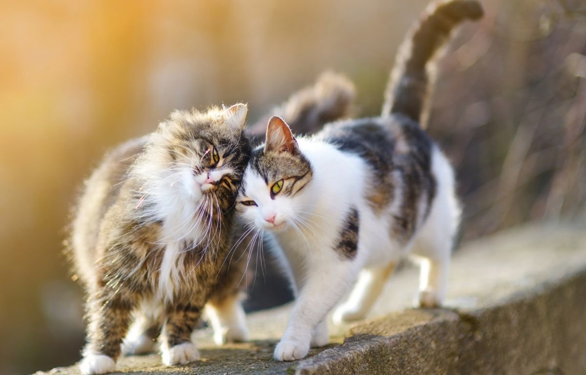 Dve mačke koje se maze napolju tokom zimskog dana – Mačke i februar