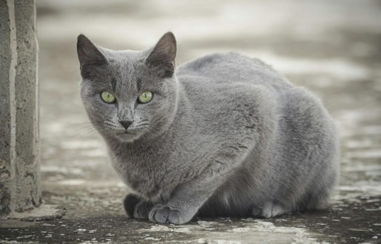 Sive mačke – elegancija na četiri šape, siva mačka sa zelenim očima sedi i posmatra okolinu