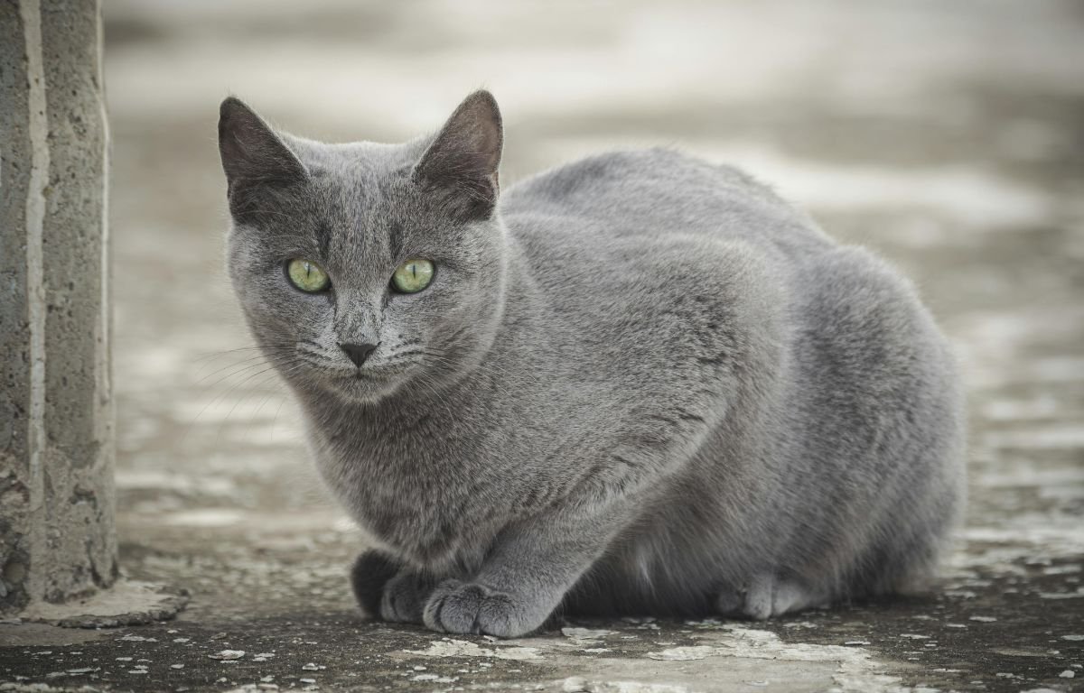 Sive mačke – elegancija na četiri šape, siva mačka sa zelenim očima sedi i posmatra okolinu