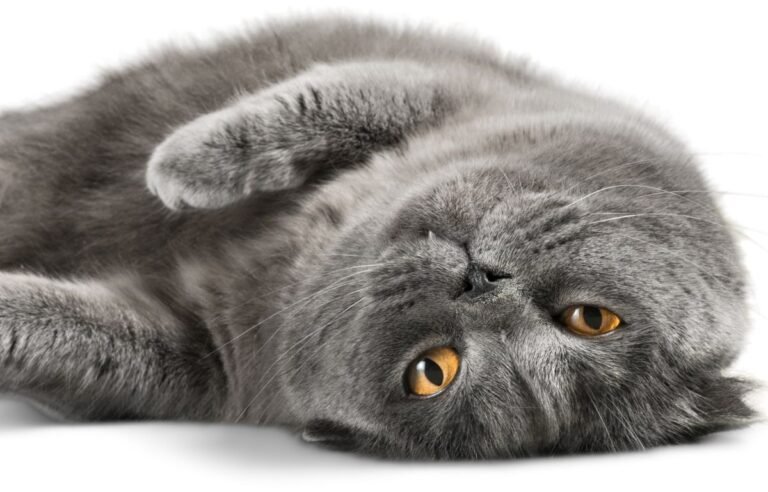 šta znači kada sanjate mačku – siva mačka sa zlatnim očima u snolikoj pozi
