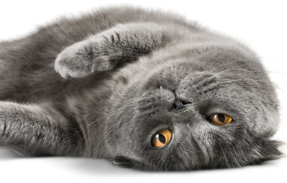 šta znači kada sanjate mačku – siva mačka sa zlatnim očima u snolikoj pozi
