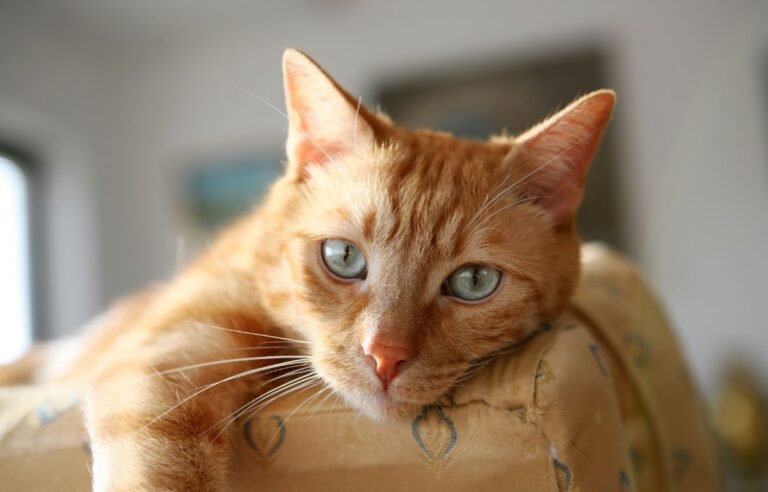 Narandžasta domaća mačka odmara u toplom i mirnom domu – zašto je dobro imati mačku u kući