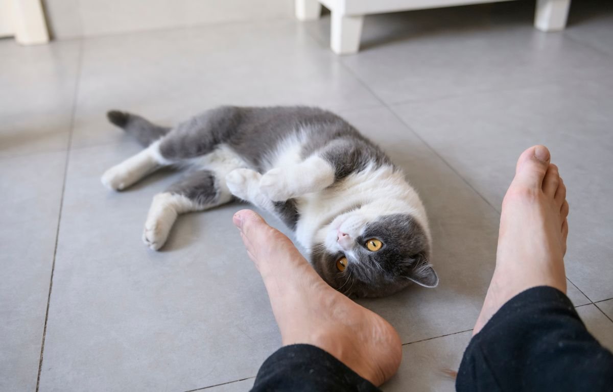 Zašto vas mačka prati po kući dok leži i posmatra svog vlasnika