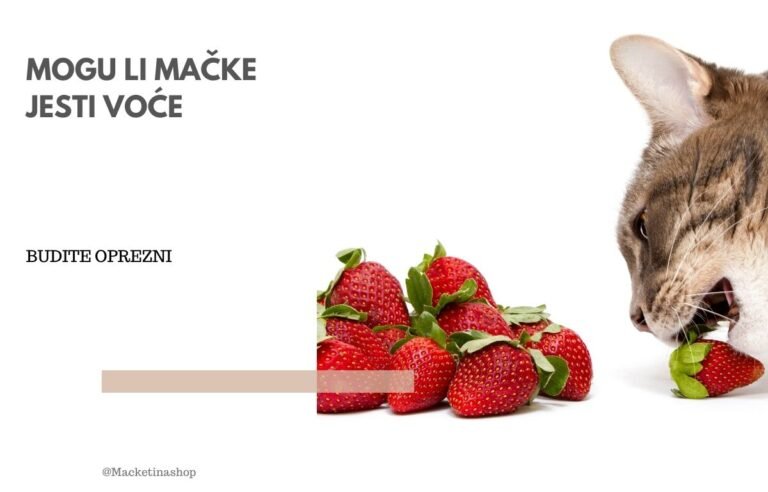 Mogu li mačke jesti voće