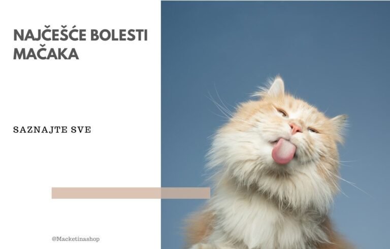 Najčešće bolesti mačaka