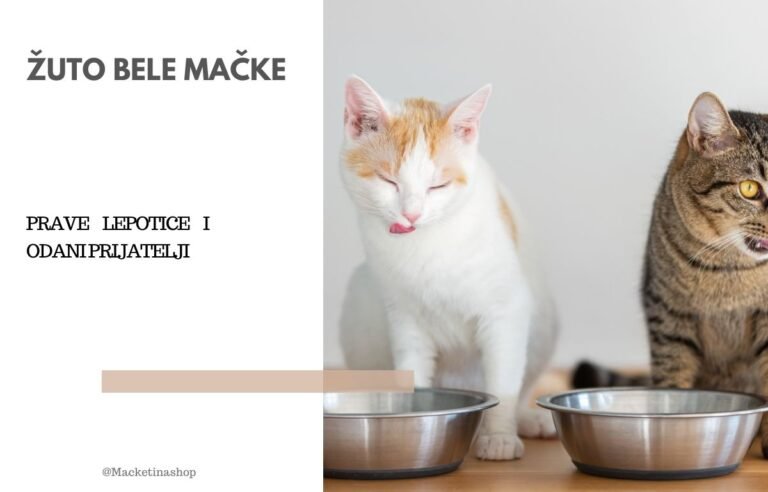 Žuto bele mačke – Umetnost i Ljubav u Dvobojnom Mačjem Svetu