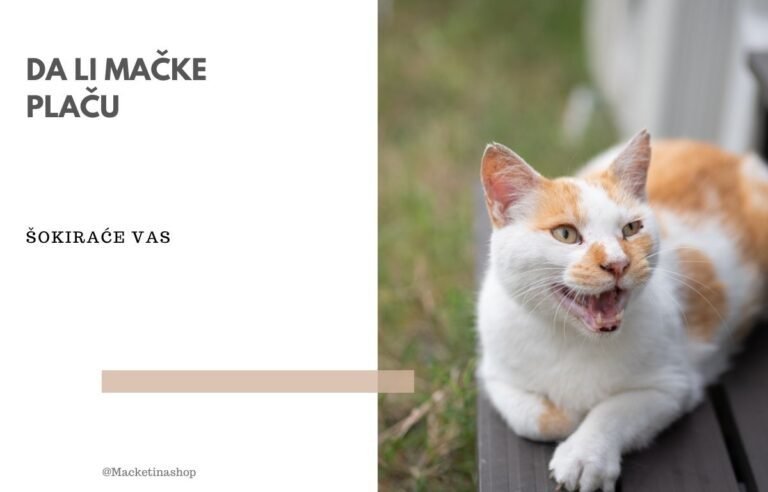 da li mačke plaču