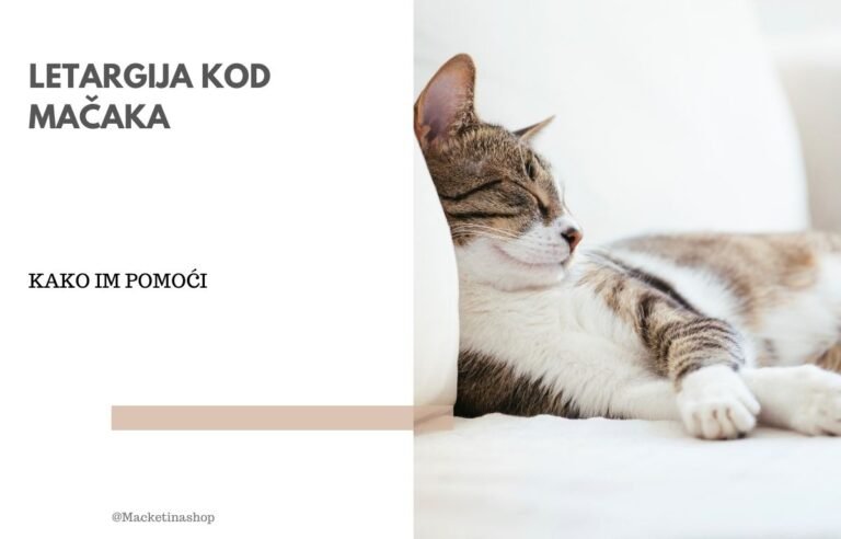 letargija kod mačaka