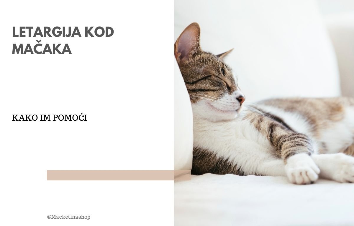 letargija kod mačaka