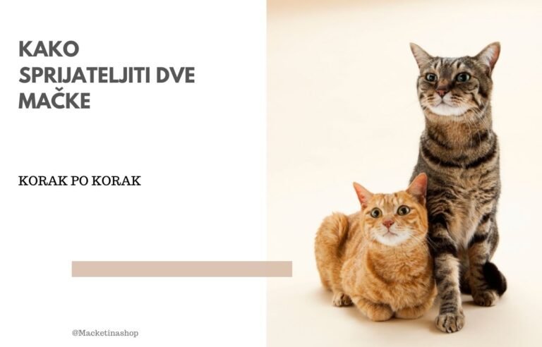 Kako sprijateljiti dve mačke