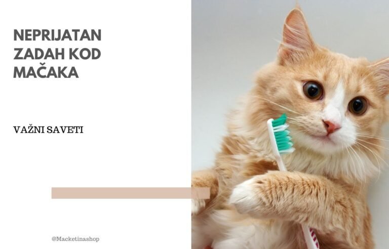 Neprijatan zadah kod mačaka