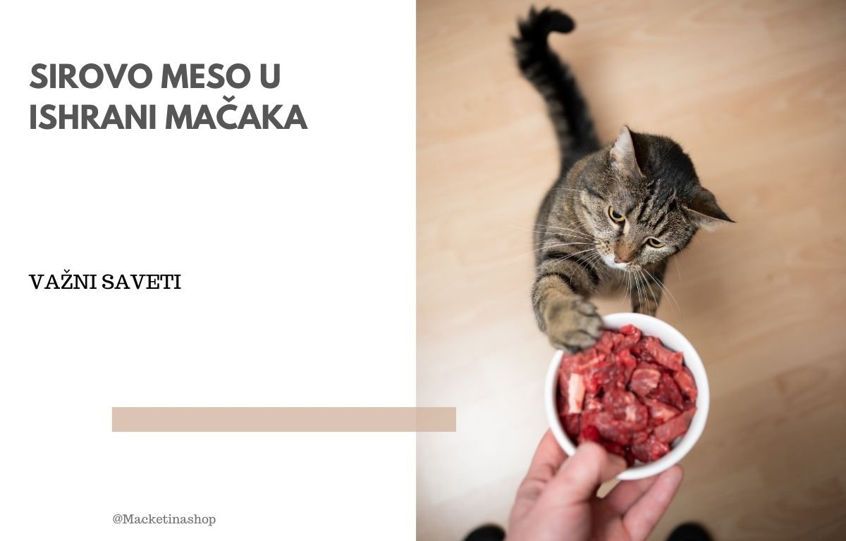 Sirovo meso u ishrani mačaka