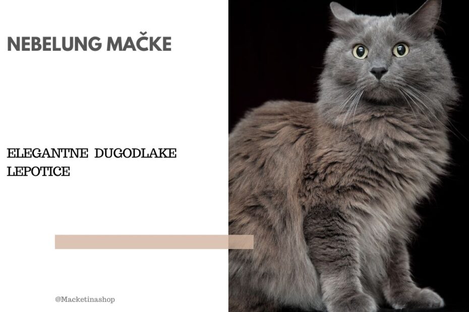 Nebelung mačke