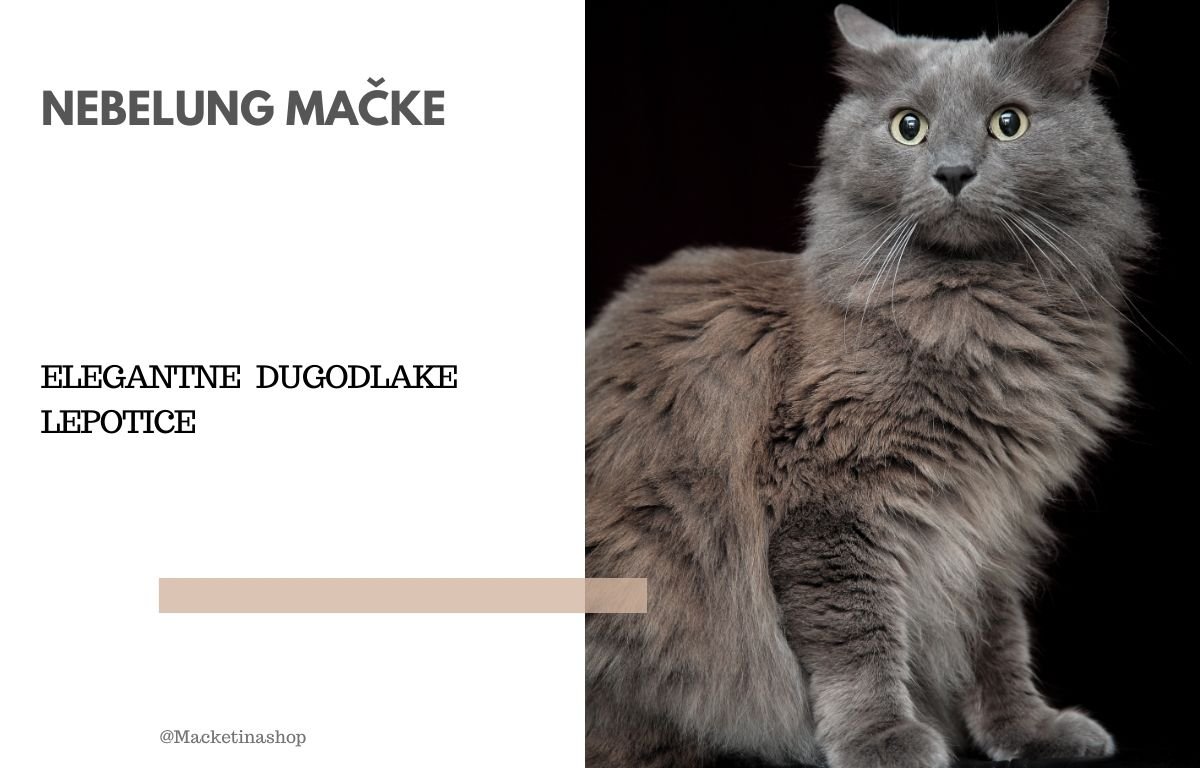 Nebelung mačke