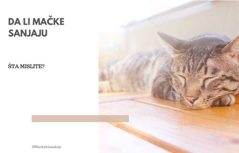 da li mačke sanjaju