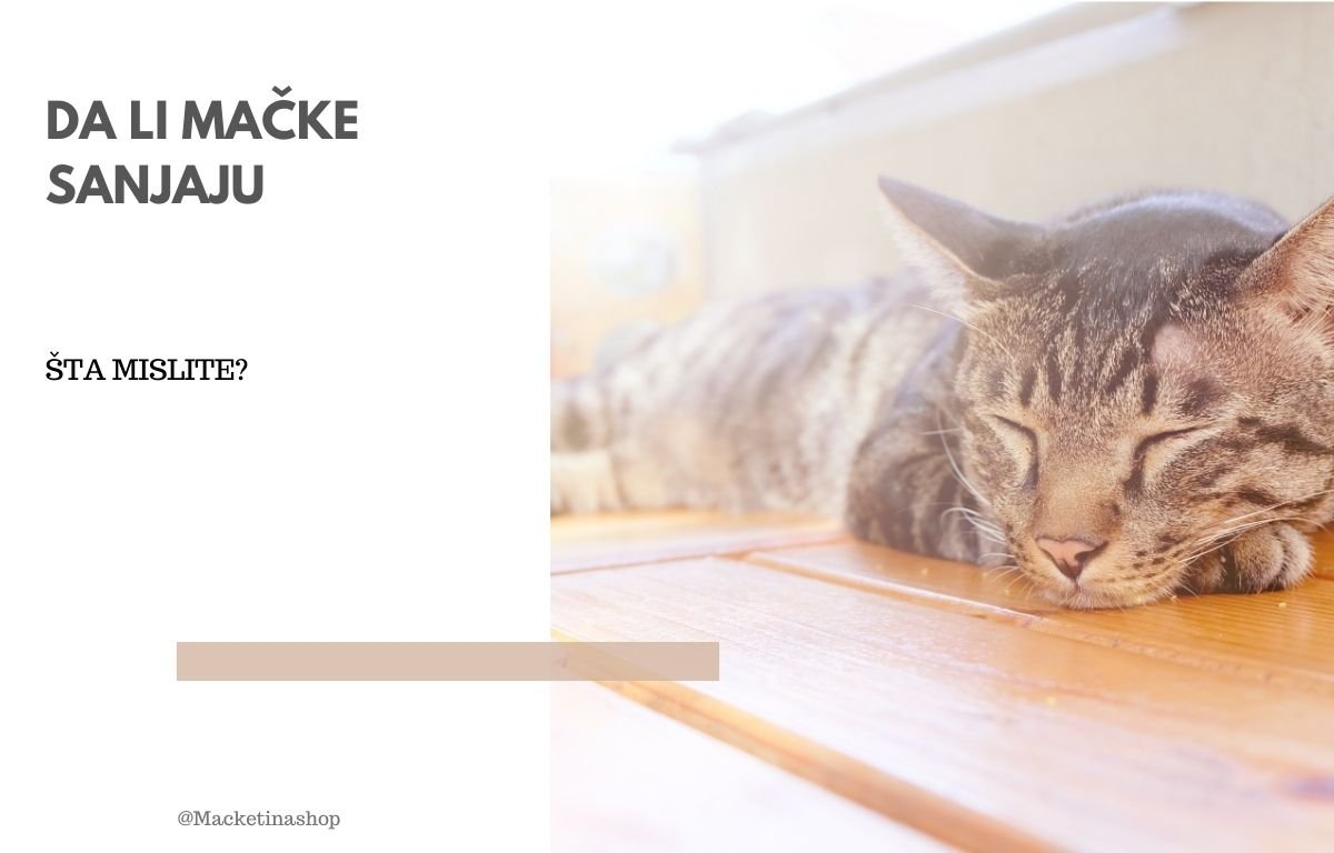 da li mačke sanjaju