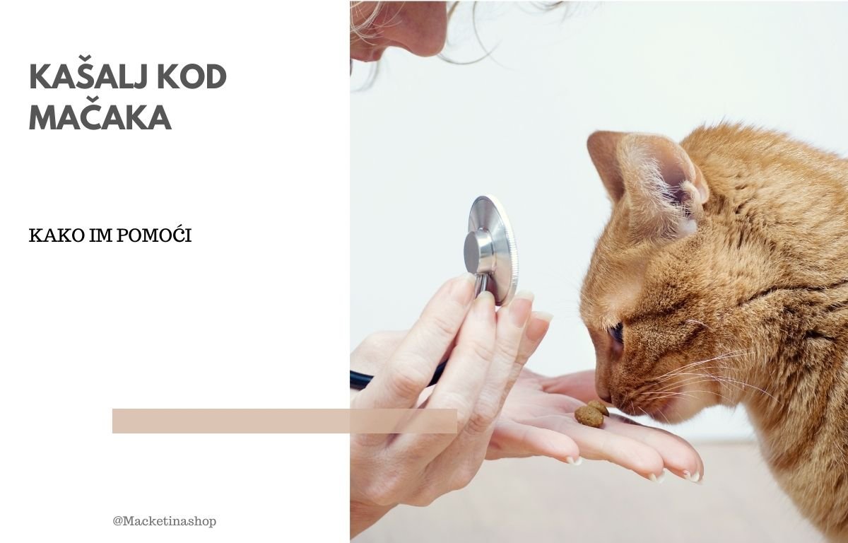 kašalj kod mačaka