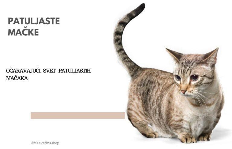 patuljaste mačke