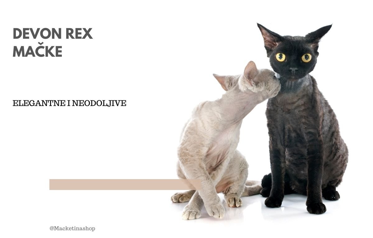 Devon Rex mačke