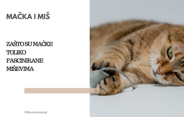 Mačka i miš