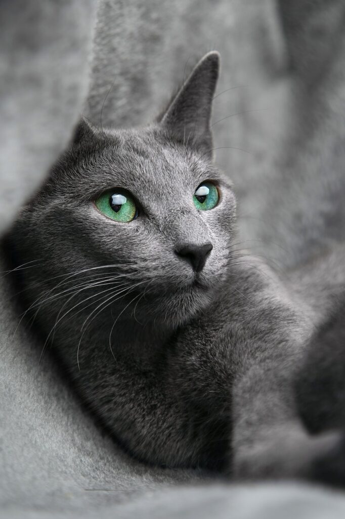 Ruska plava mačka