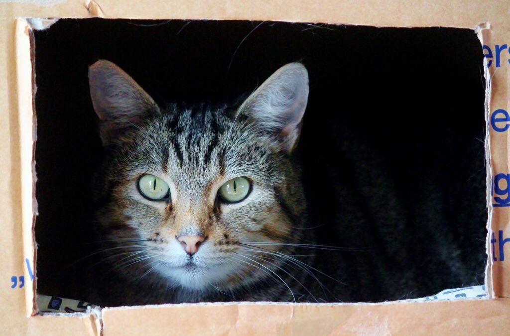 zašto mačke toliko vole kutije
