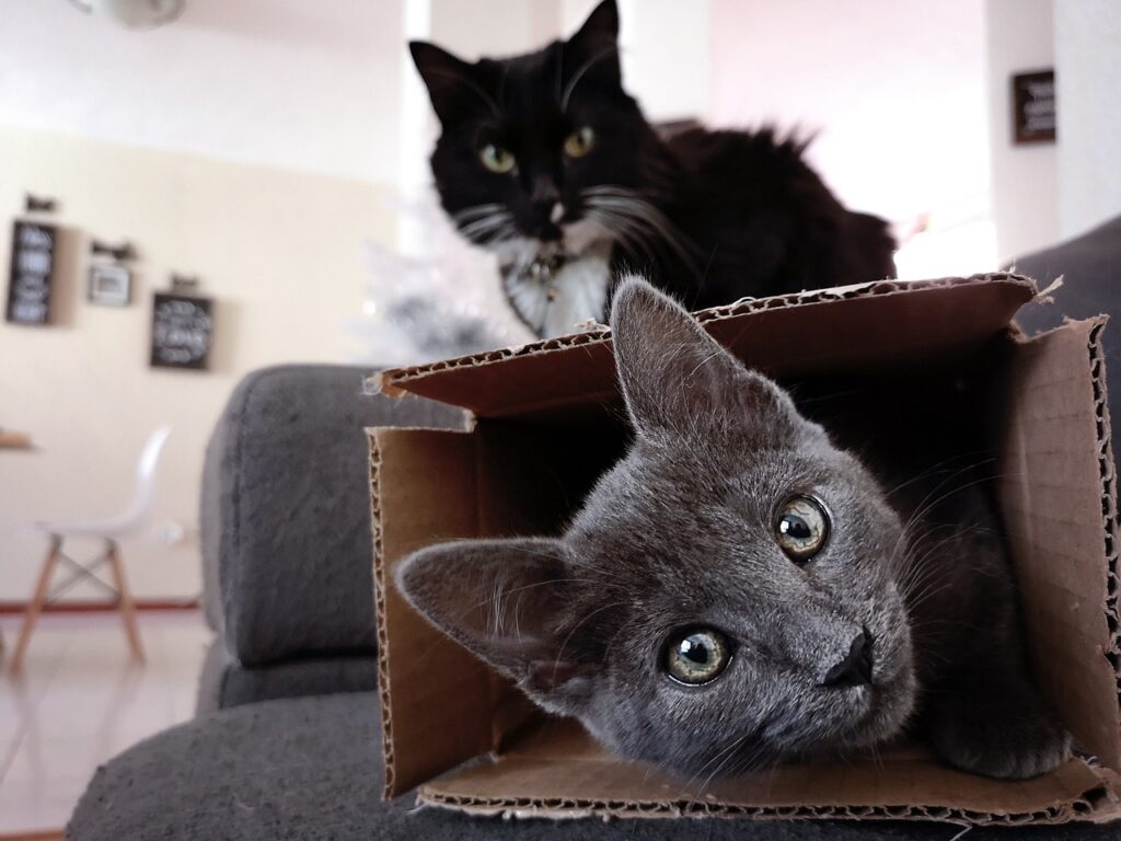 zašto mačke toliko vole kutije
