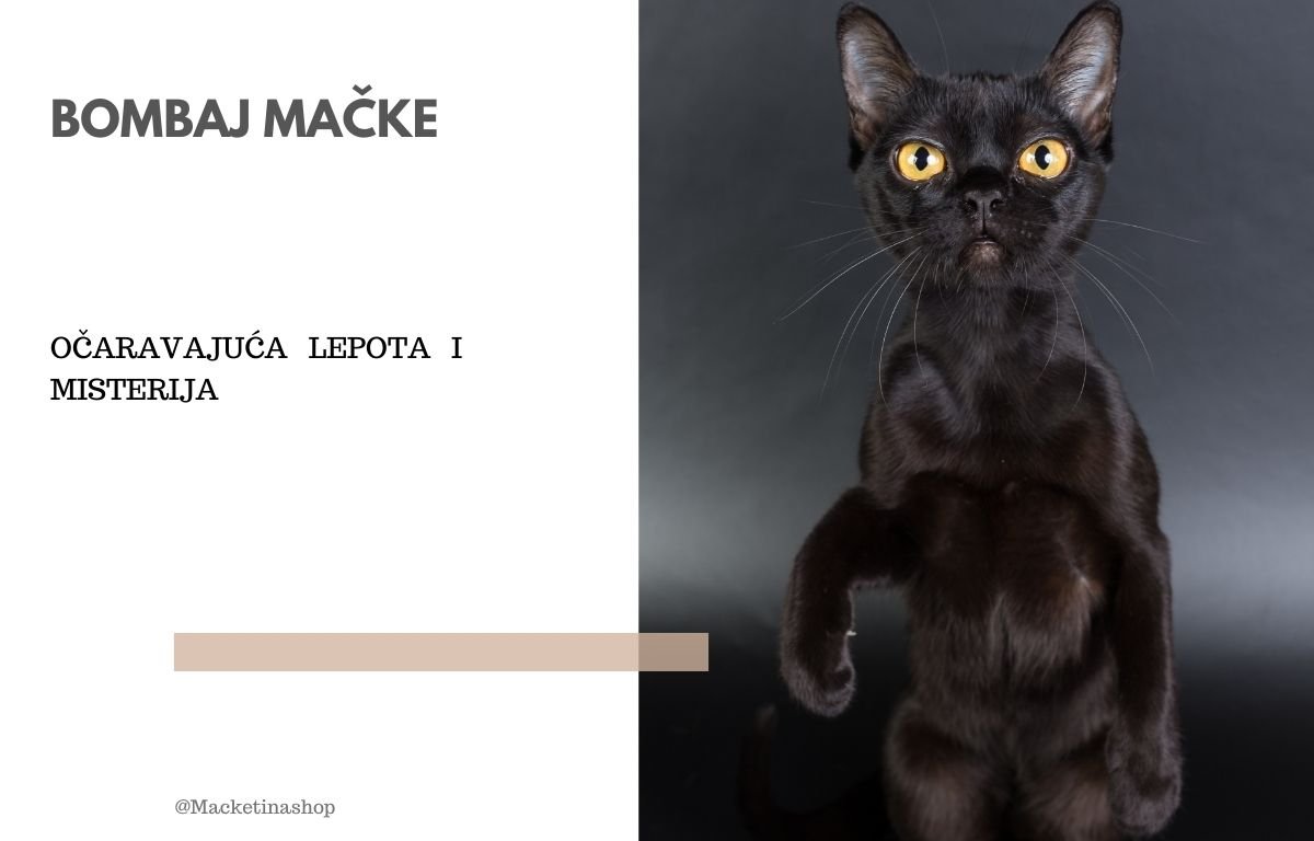 Bombaj mačke