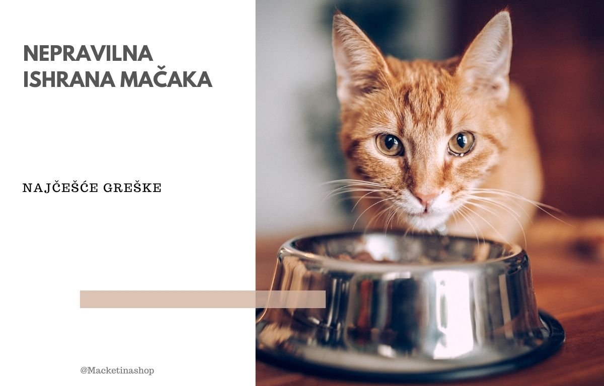 čulo mirisa kod mačaka