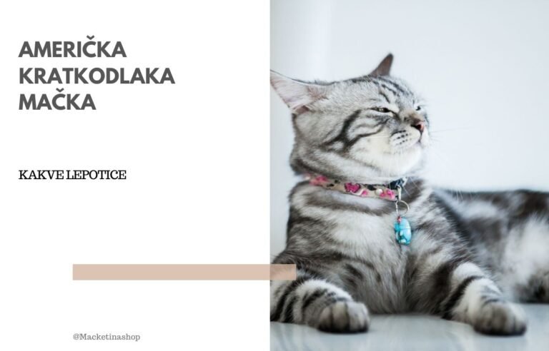 Američka kratkodlaka mačka