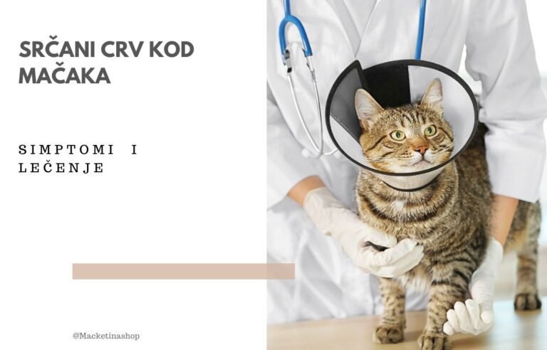 Srčani crv kod mačaka - Simptomi i lečenje
