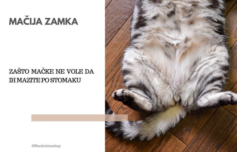 zašto mačke ne vole da se maze po stomaku