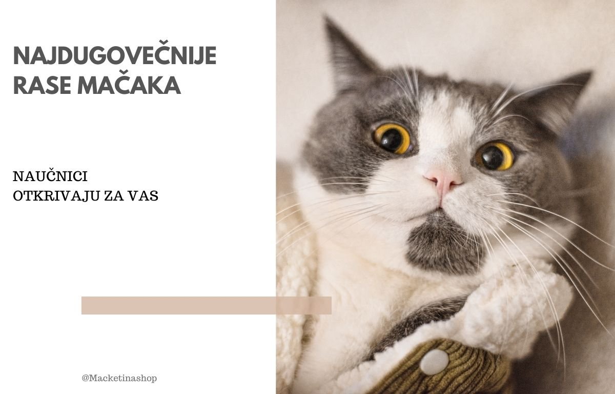 najdugovečnije rase mačaka