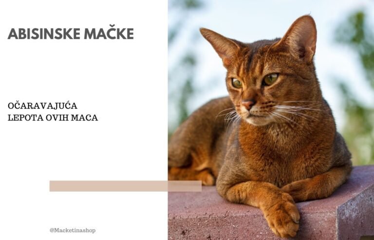 Abisinske mačke