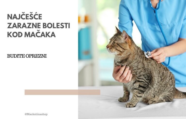 Najčešće zarazne bolesti mačaka