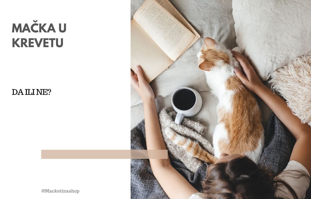 spavanje sa mačkom u istom krevetu