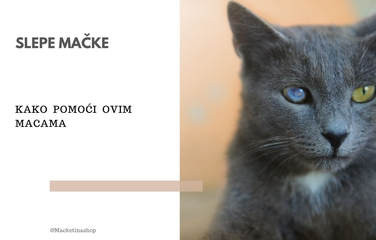 slepe mačke