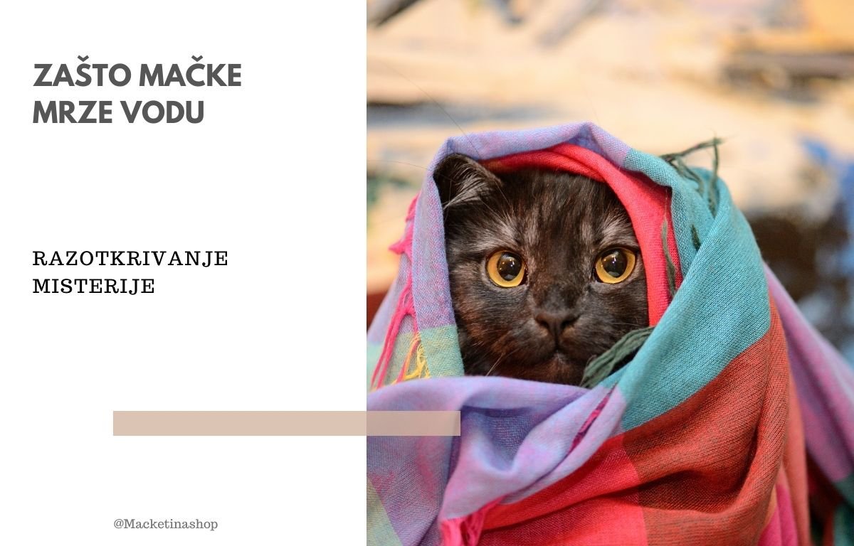 Zašto mačke mrze vodu