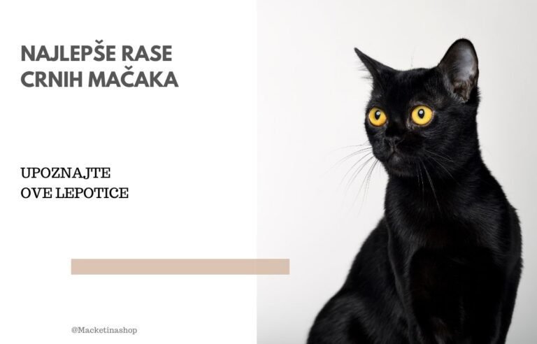 Najlepše rase crnih mačaka
