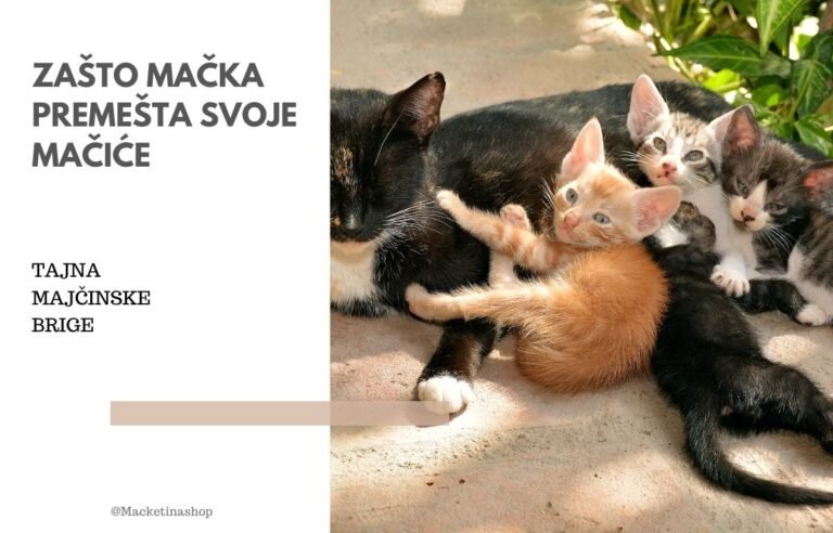 zašto mačka premešta mačiće