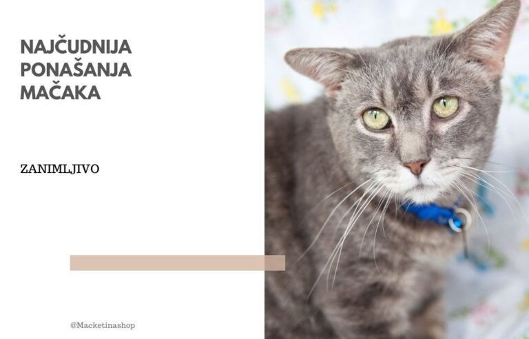 najčudnija ponašanja mačaka