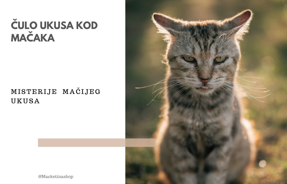 čulo ukusa kod mačaka