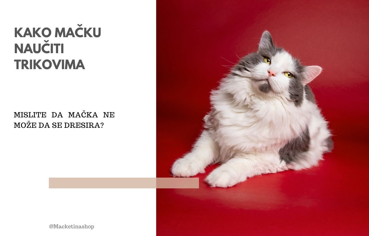kako mačku naučiti trikovima