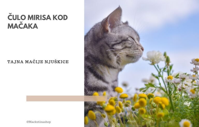 čulo mirisa kod mačaka