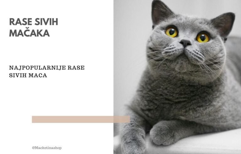 rase sivih mačaka
