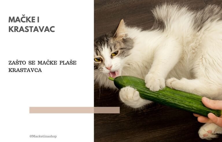 zašto se mačke plaše krastavaca