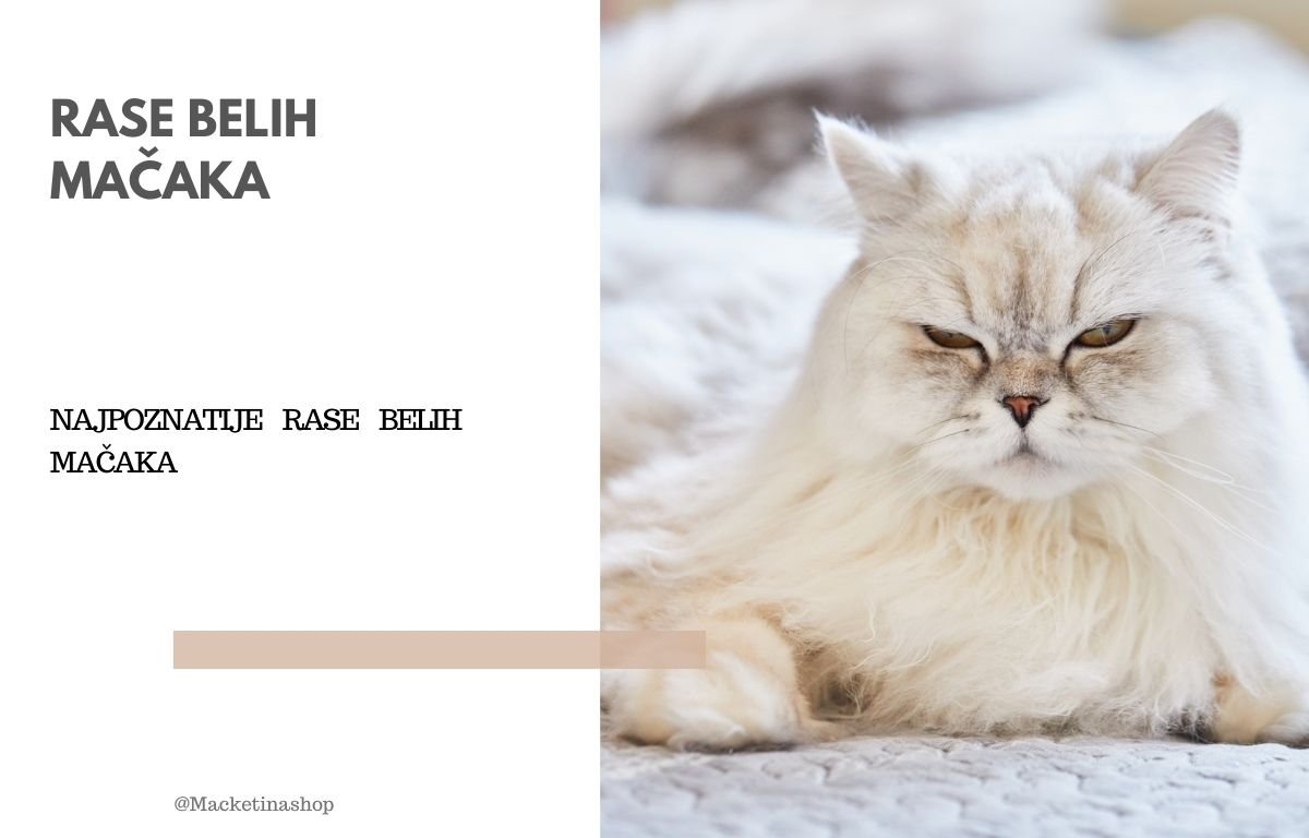 najpoznatije rase belih mačaka