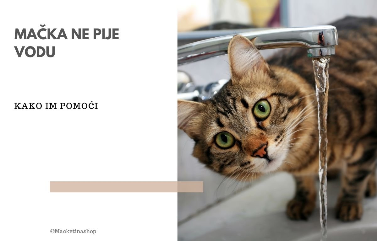 mačka ne pije vodu
